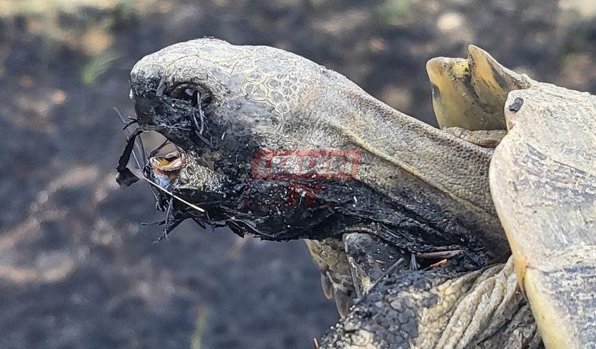 Anız Yangınında Yaralanan Kaplumbağayı İtfaiye Kurtardı
