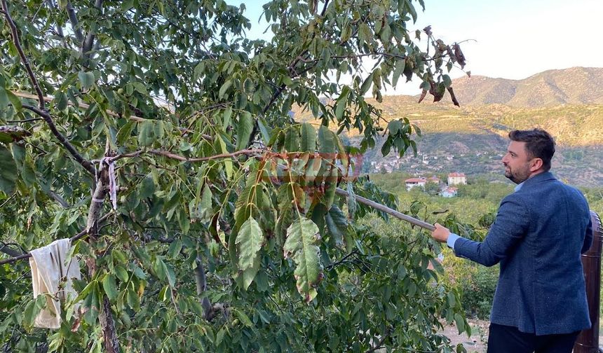 Başkan Temur Oğuzlar’da Ceviz Hasadına Katıldı