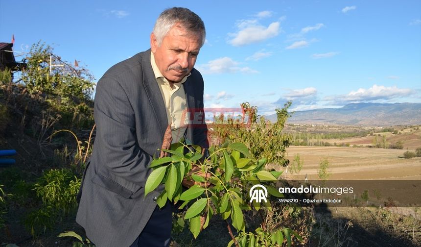 Ceviz Ağacı İkinci Kez Meyvesini Verdi