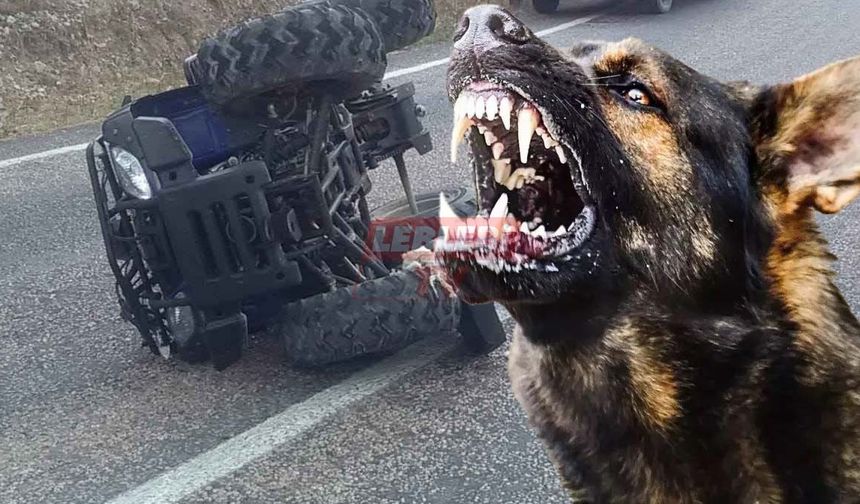 Sahipsiz Köpeklerin Saldırısına Uğrayan Sürücü Kaza Yaptı