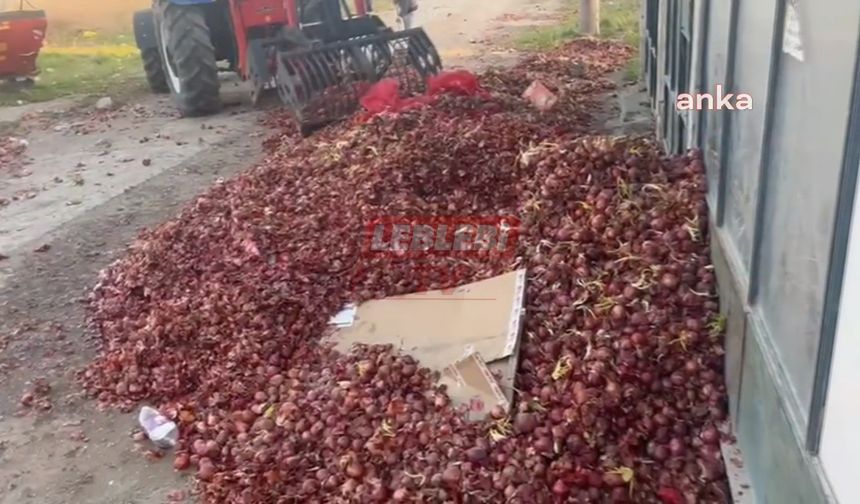 Alaca Mor Soğanı Çürüyor: Üreticiler Umutsuz