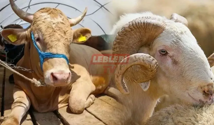 2025 Yılı Kurbanlık Fiyatları İçin Tablo Netleşiyor! Çorum’da Son Durum