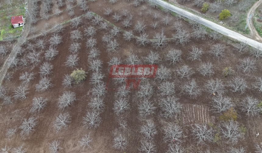 Oğuzlar’da Zirai Dondan Etkilenen Ceviz Bahçeleri Havadan Görüntülendi