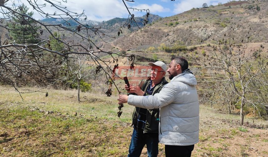 Zirai Dondan Etkilenen Oğuzlar'da, TARSİM'in Hasar Tespit Çalışması Başladı