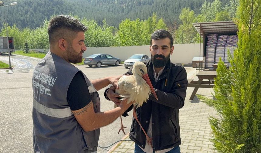 Bitkin Halde Bulunan Leylek Tedavi Altına Alındı