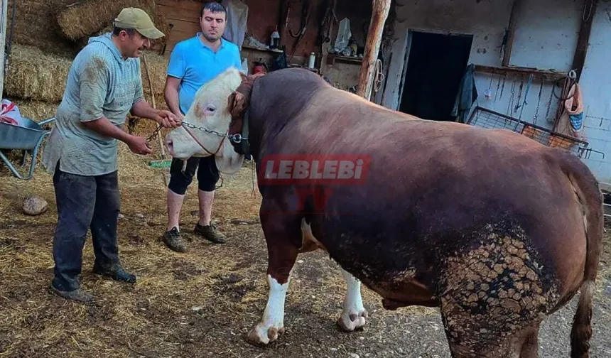 330 Bin Liralık Dev Kurbanlık Alıcısını Bekliyor