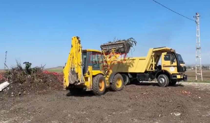 Alaca Belediyesi Araziden Tonlarca Çürük Soğan Temizledi