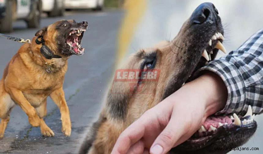 Sahipsiz Köpeklerin Saldırısına Uğrayan 2 Kişi Yaralandı