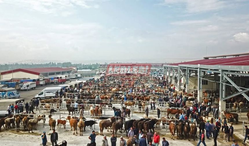 Çorum’da hayvan pazarları Bayrama Kadar Kapatıldı