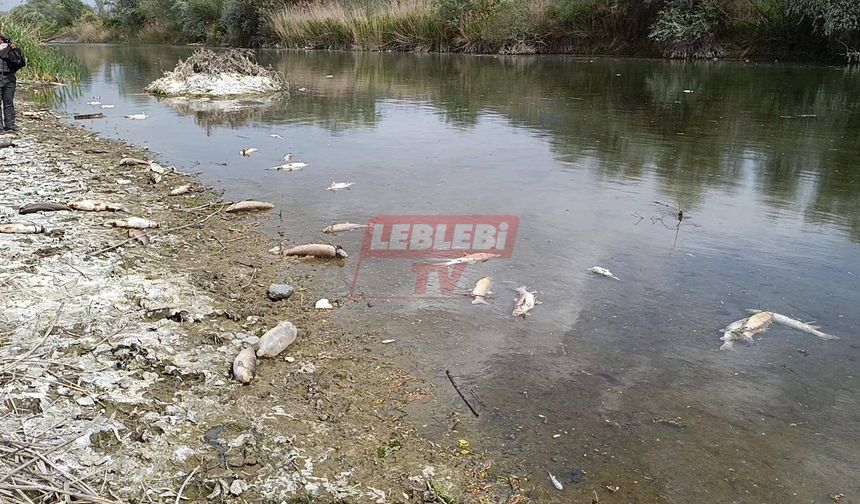 Osmancık’ta Balık Ölümleri Yetkilileri Harekete Geçirdi