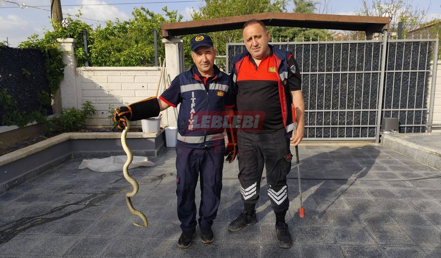 Sungurlu’da Eve Giren Yılan Korkuttu
