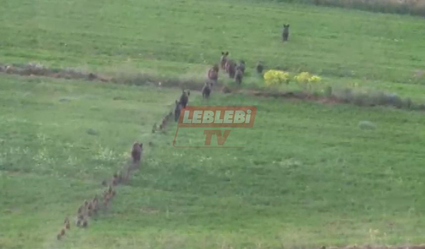 Alaca’yı Domuz Sürüleri Bastı