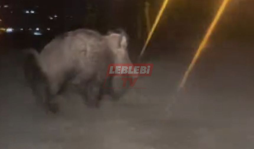 Domuzları Yakında Şehir Merkezinde de Görürseniz Saşırmayın