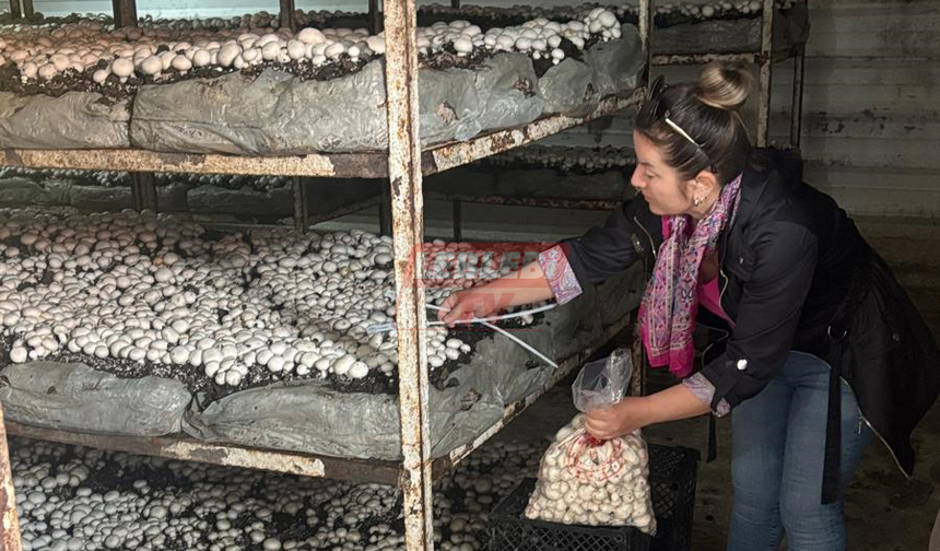 Hasat Öncesi Pestisit Denetimi Devam Ediyor!