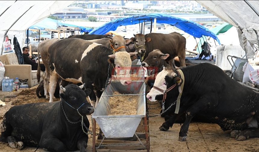 Hayvanlarını Çorum'da Satamayan Üreticiler Çareyi Civar İllerde Buldu