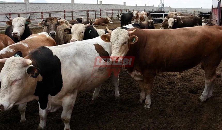 Bakan Yumaklı’dan Üreticilere Müjde! Satılmayan Kurbanlıkları Et ve Süt Kurumu Alacak