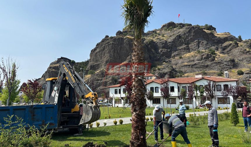 Osmancık’ın Yeşil Dokusuna Palmiye de Eklendi