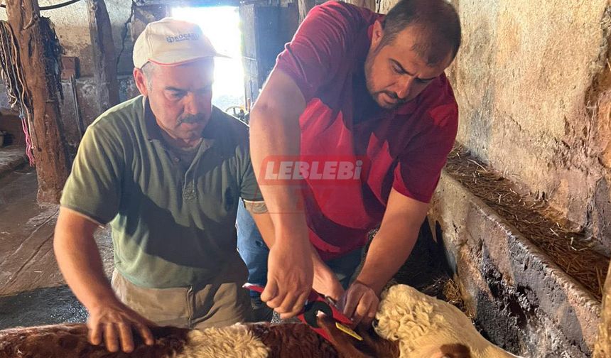Birlik Personeli Küpeleme Ve Tırnak Kesme Çalışmalarına Devam Ediyor
