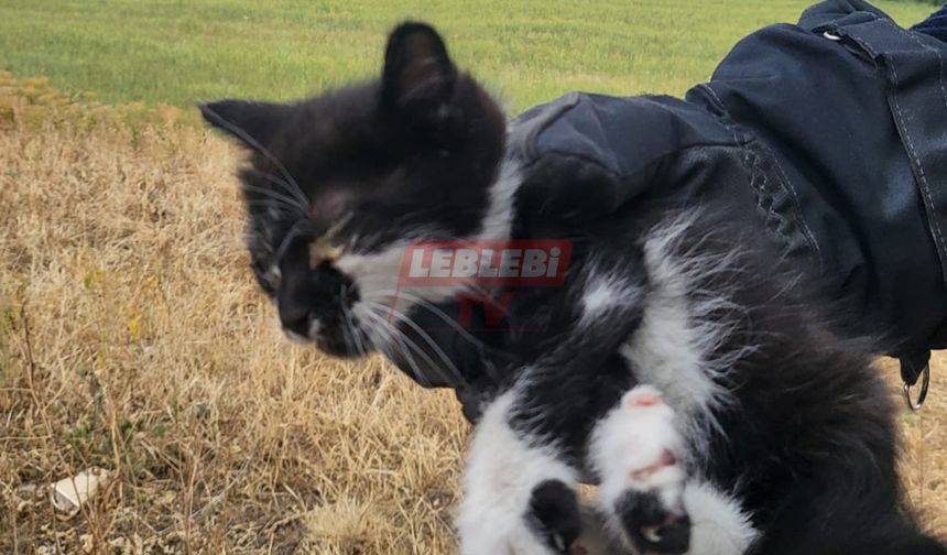 Çorum'da Görme Engelli Yavru Kediyi İtfaiye Kurtardı