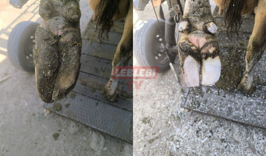DSYB Tarafından Kurbanlıklara Tırnak Bakım Hizmeti Sunuluyor