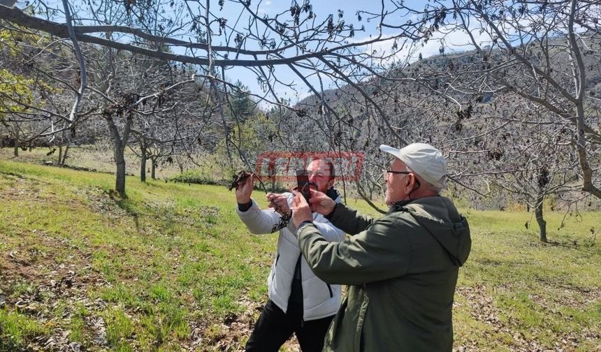 TARSİM, Zirai Dondan Etkilenen Üreticilerine Ödeme Yaptı