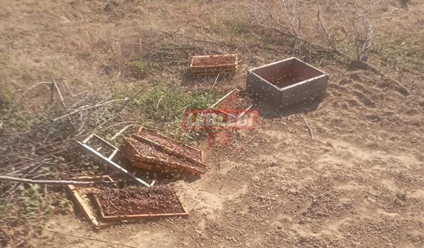 Çorum'da Ayı Paniği: Arı Kovanlarına Zarar Veren Ayı Fotokapanla Görüntülendi