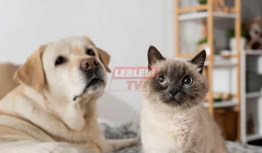 Kedi ve Köpekler Yaş Ayrımı Olmaksızın 31 Aralık 2025 Tarihine Kadar Kimliklendirilecek