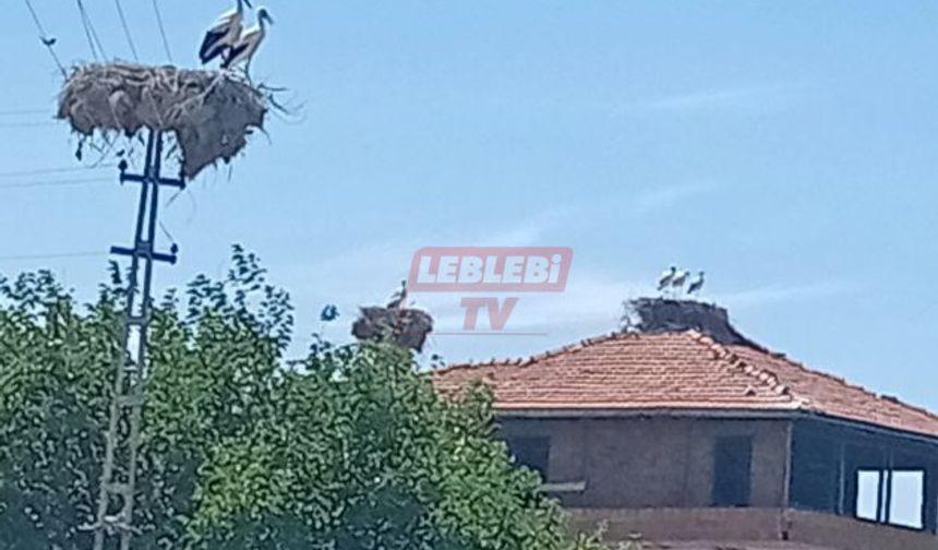 Osmancık’ta Leylek Yoğunluğu
