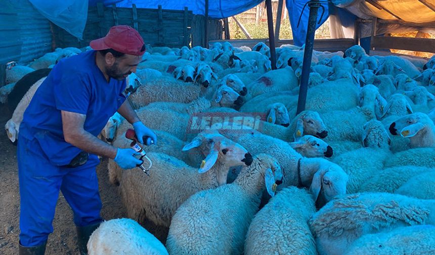 Şap Aşılamaları Son Hızıyla Devam Ediyor