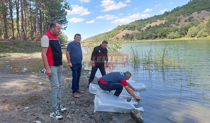 Göletlere 281 bin Sazan Yavrusu Bırakıldı