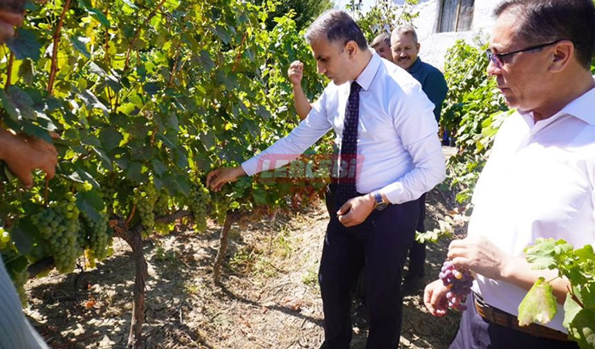 Kaymakam Duman Tescilli Üzümleri İnceledi