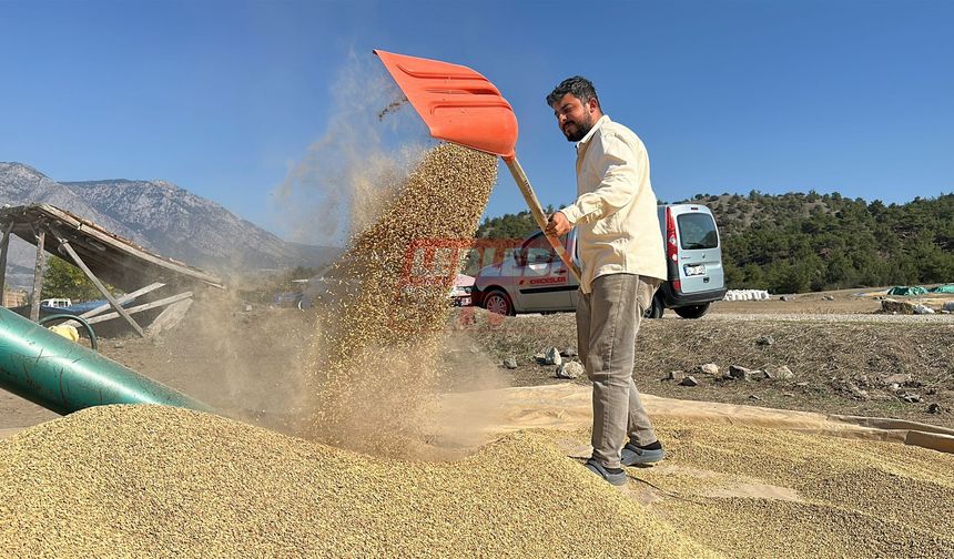 Çeltikler Geleneksel Yöntemle Kurutuluyor