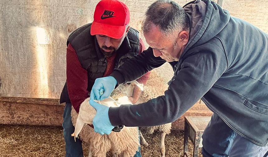 Narlı Köyü’nde Küçükbaş Hayvanlar Aşılandı