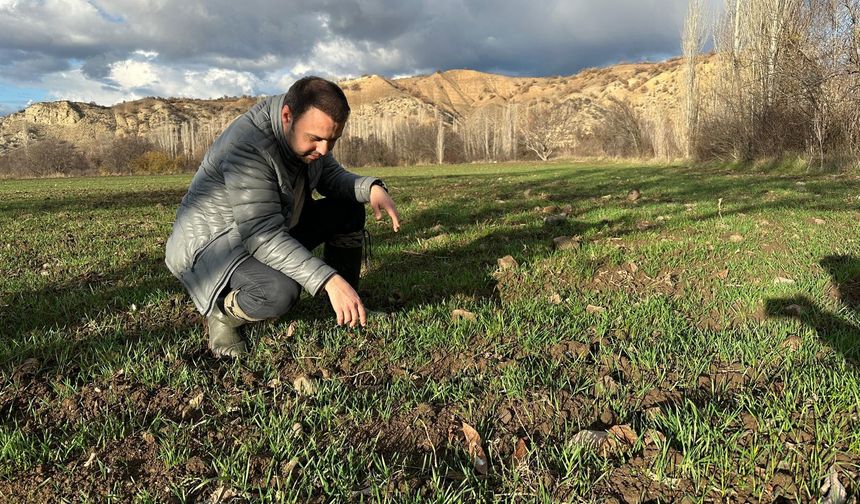 Laçin’de Hububat Tarlaları Yoğun Kontrol ve Takip Altında