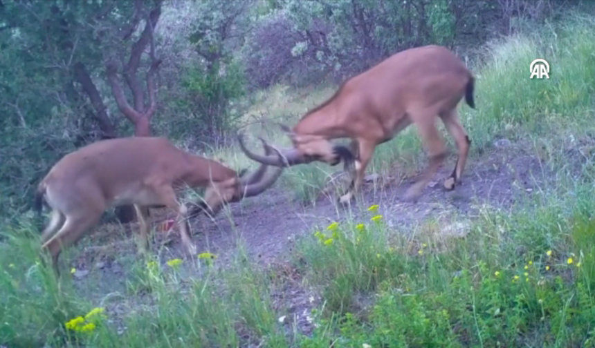 Kargı Yaylalarında Nefes Kesen Kavga!