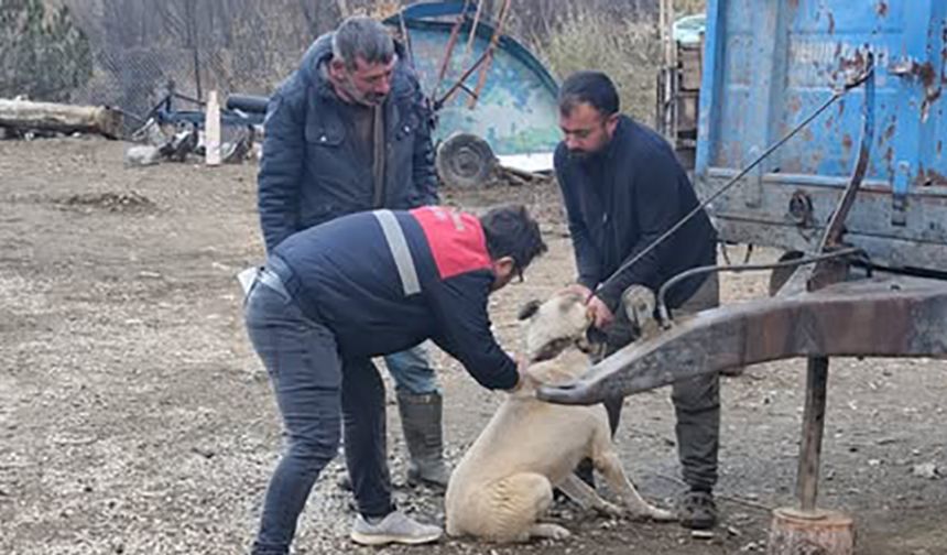 Sokaktaki Kedi ve Köpekler de Çipleniyor
