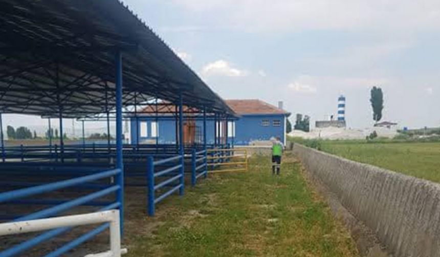 Hayvan Pazarı Cumartesi günü Açılıyor