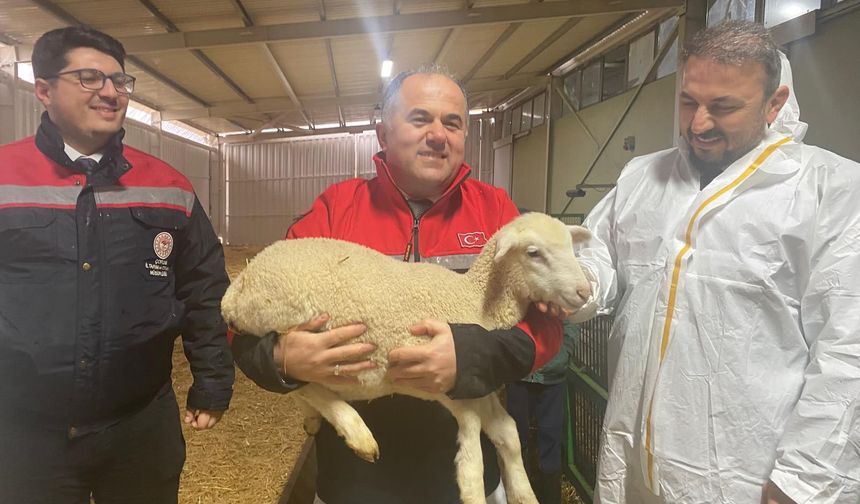 Taş Ve Uzman Heyetten TKDK Destekli Koyun İşletmesine İnceleme