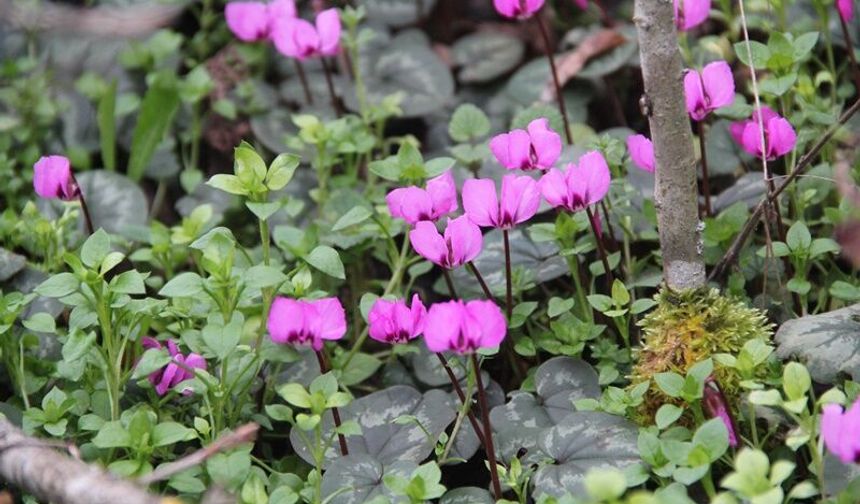 Yabani Sıklamenler Çorum’un Doğasında Görsel Şölen Sunuyor
