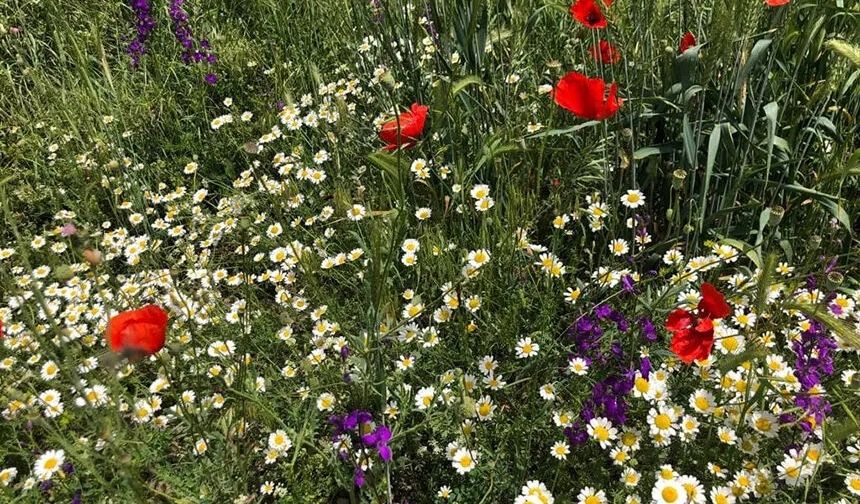 Sırayla Havaya, Suya, Toprağa Düşecek Cemrelerin Tarihi Belli Oldu
