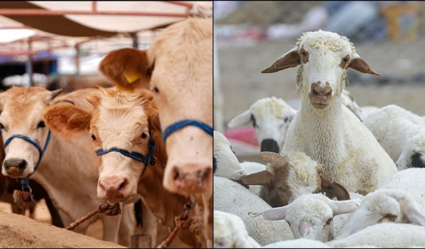 Şap Hastalığına Rağmen Hayvan Sayısında Önemli Gelişme!
