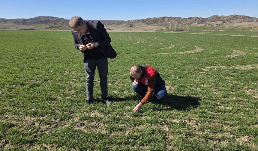 Rekolte Kaybının Önlenmesi İçin Hububat Denetimleri Sürüyor