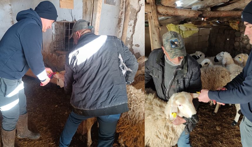 Küçükbaş Hayvanlarda Küpeleme Çalışmaları Sürüyor