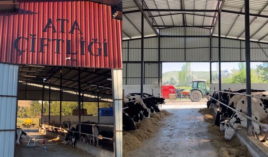 Bu Çiftlik Hastalıktan Ari İşletme Unvanı Aldı
