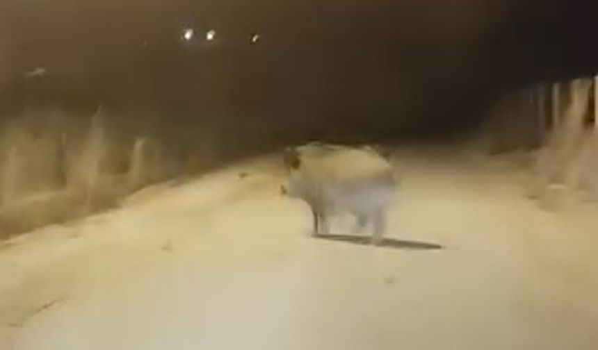 Yaban Domuzları Vatandaşa Saldırmaya Başladı! Önlem Şart