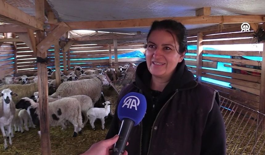 Doğum Günü Hediyesi 6 Koyunla İşe Başlayan Kadın Girişimci Sürüsünü Büyüttü