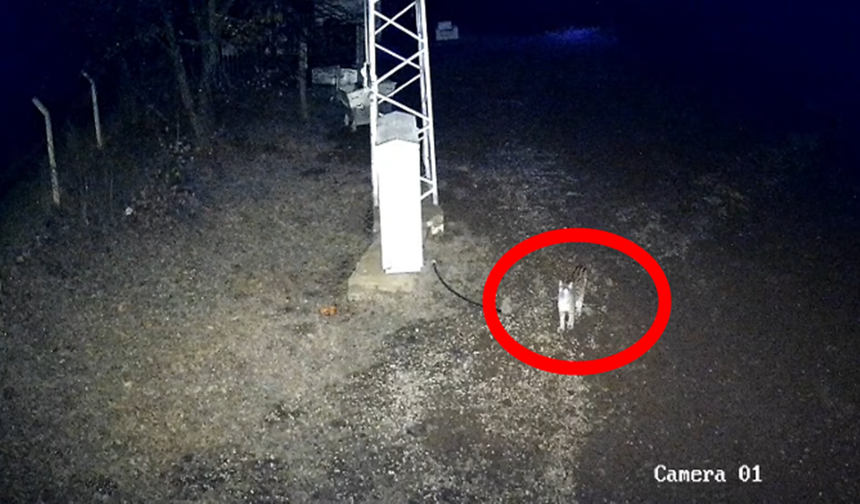 Çorum'da Avrasya Vaşağı Güvenlik Kamerasıyla Görüntülendi