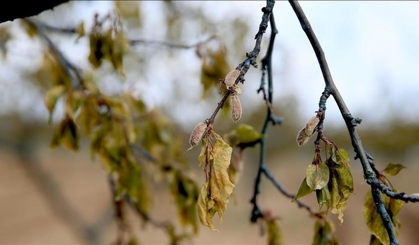 Hesapları Kontrol Edin! Bu Ay Bakanlık 11,36 Milyar TL Yatıracak