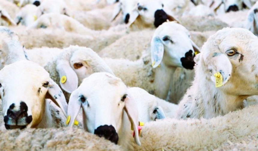 Küçükbaş Hayvan Atağı Başlatıldı! Başvuru Yapana 100 Hayvan İle 180 Bin TL Verilecek