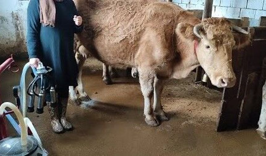 Küçük Ölçekli Besicilere Mobil Süt Sağma Makinesi Hibe Edilecek